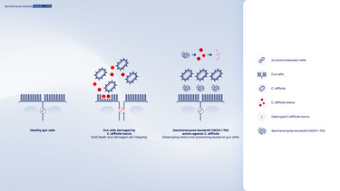 Figure 1 : Prevention of C. difficile-associated diarrhea by the yeast probiotic Saccharomyces boulardii CNCM I-74511