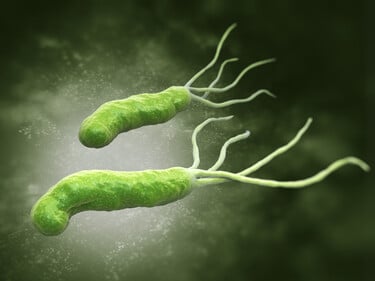 H. pylori H. pylori