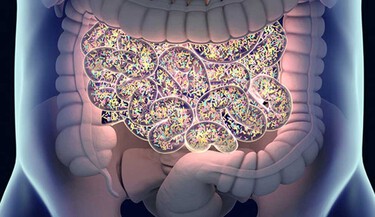 Dysbiosis and rebalance of gut microbiota Dysbiosis and rebalance of gut microbiota