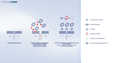 Figure 1 : Prévention de la diarrhée associée à C. difficile par la levure probiotique Saccharomyces boulardii CNCM I-745